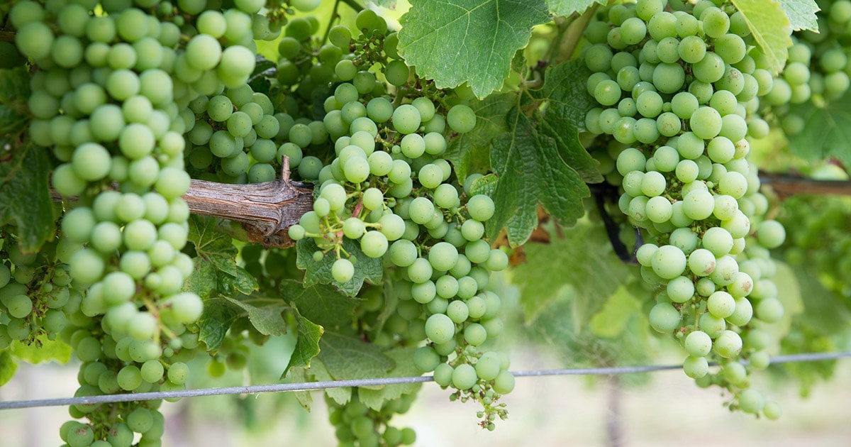 Bunches of green grapes on a vine at a vineyard.