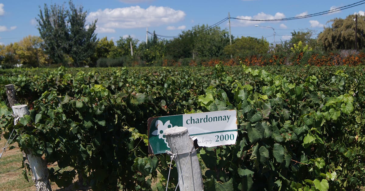 Rows of grapes at a vineyard with a sign that says Chardonnay.
