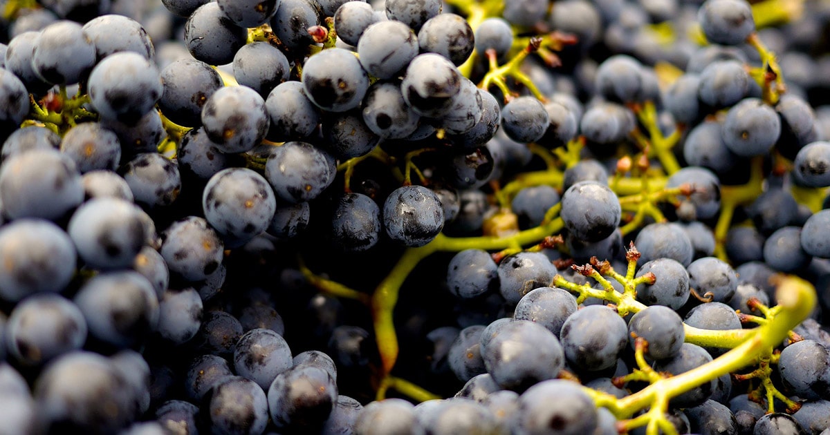 Dark blue Pinot Noir grapes on the vine.