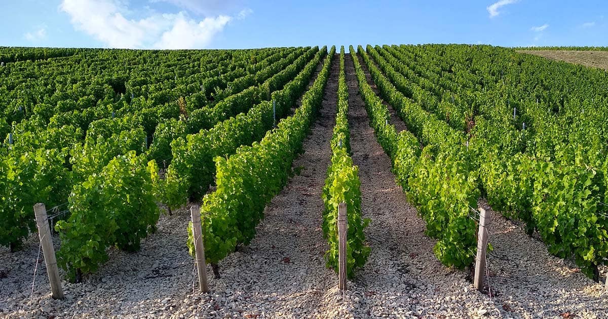 Rows of grapes at a vineyard under a blue sky.