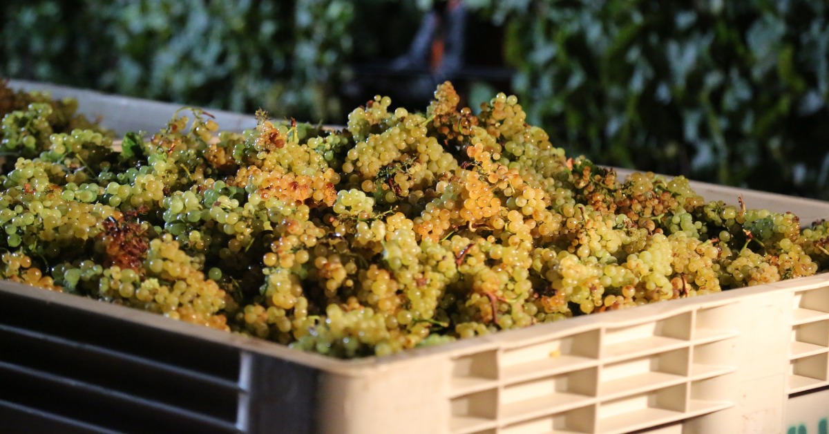 Chardonnay grapes in a bin at harvest time.