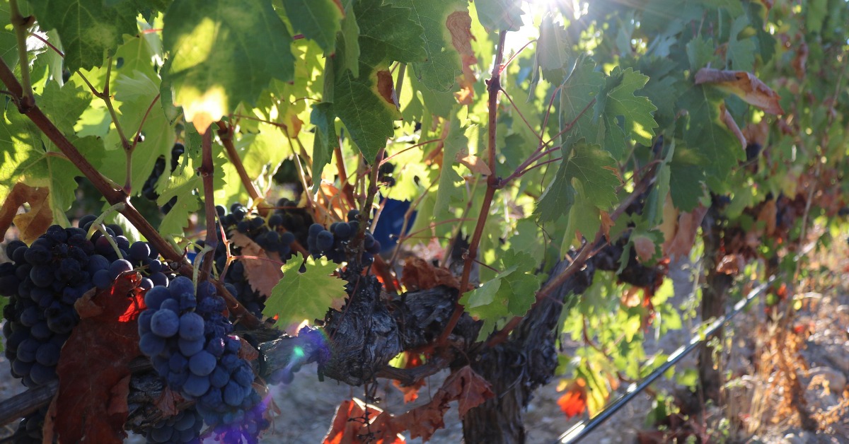 Bunches of Syrah grapes on the vine at a vineyard.