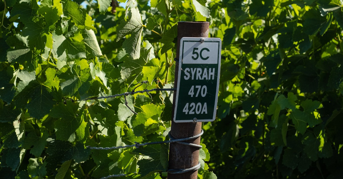 A Syrah sign on a post in front of rows of grapes at a vineyard.