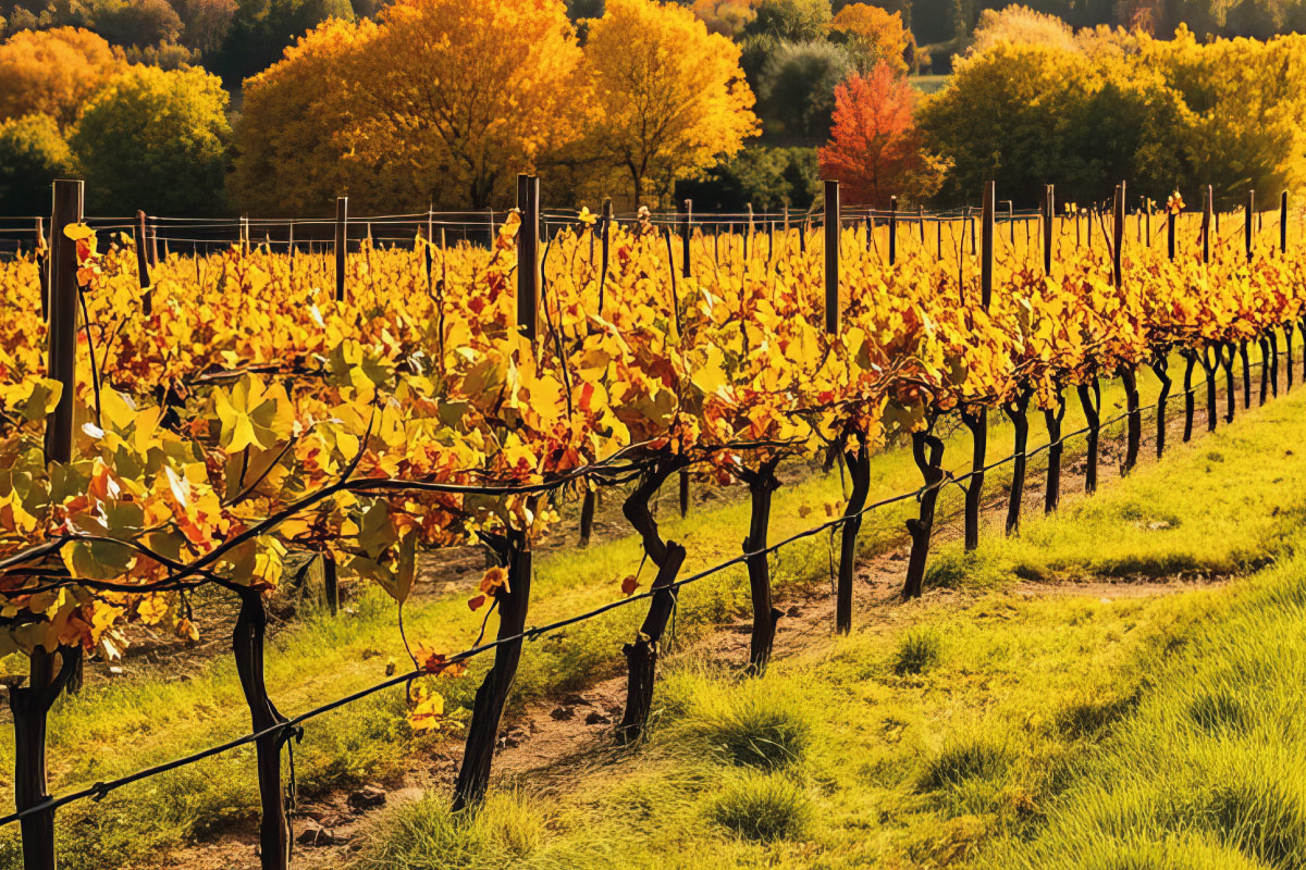 Sustainable vineyards - Royal Glass